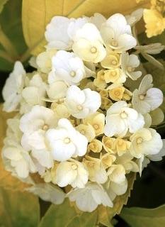 HYDRANGEA macrophylla Jofloma