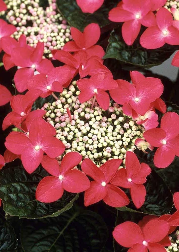 HYDRANGEA Teller Red  (Rotkehlchen)