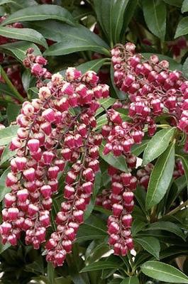 PIERIS japonica Passion