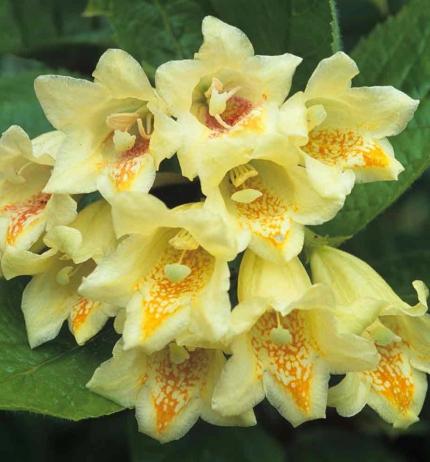 WEIGELA middendorffiana