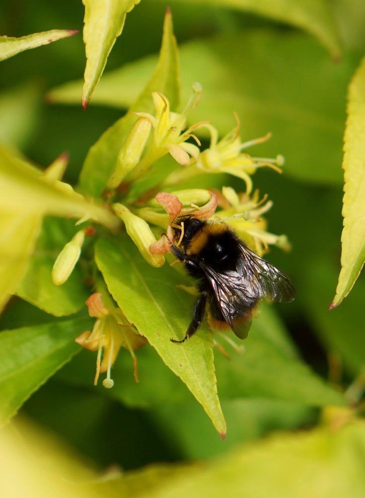 DIERVILLA rivularis Honey Bee