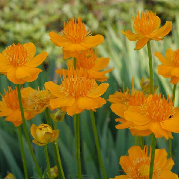 TROLLIUS Golden Queen