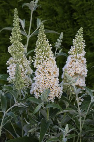 BUDDLEJA Buzz Ivory