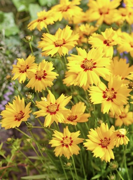 COREOPSIS Astolat