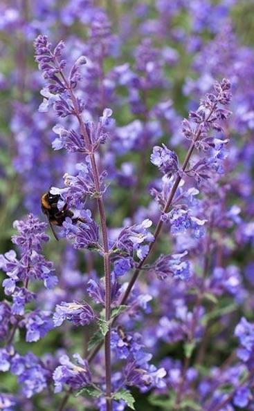 NEPETA racemosa  Little Titch