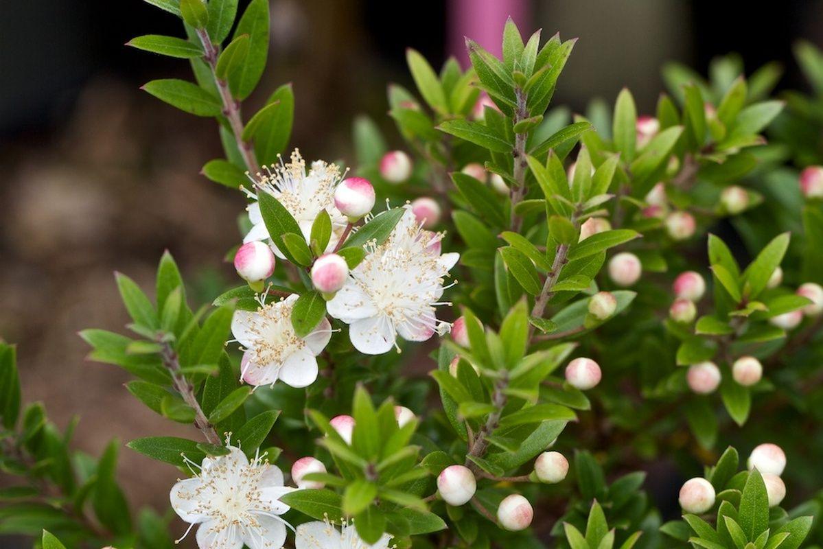 MYRTUS communis