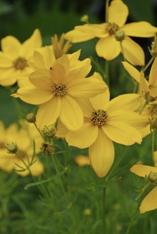 COREOPSIS verticillata Grandiflora