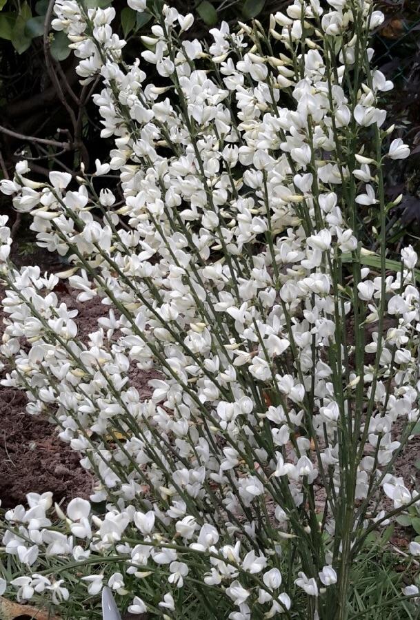 CYTISUS praecox Albus