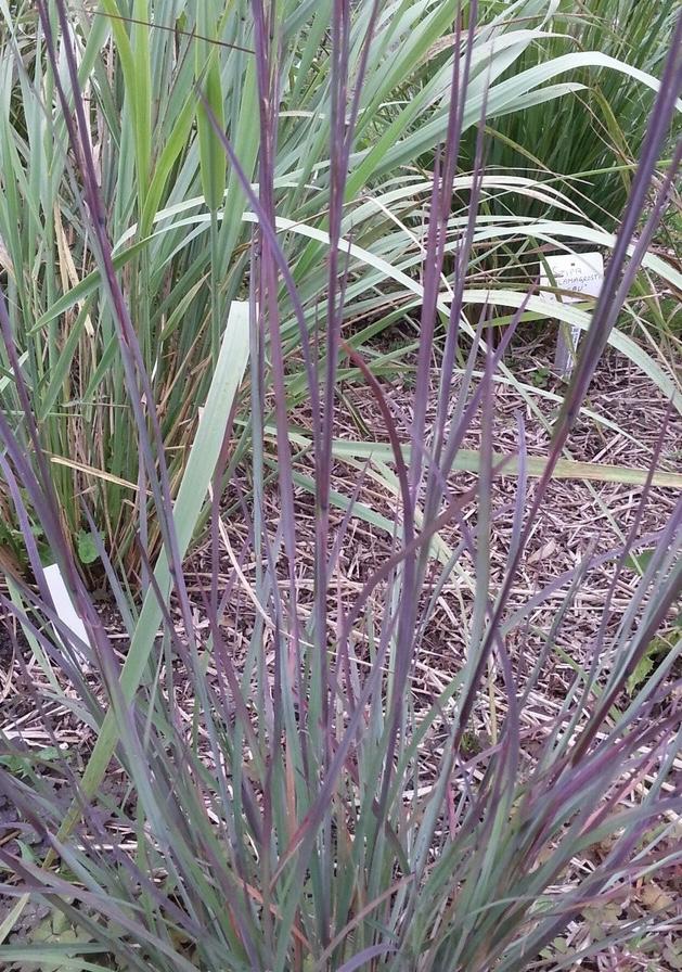 Schizachyrium   Standing Ovation