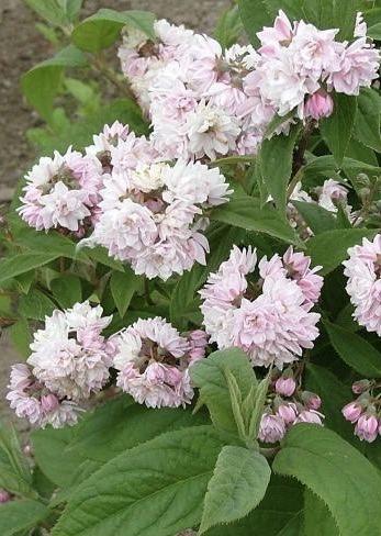 DEUTZIA hybrida Pink Pompom