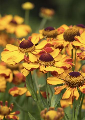 HELENIUM Rauchtopas