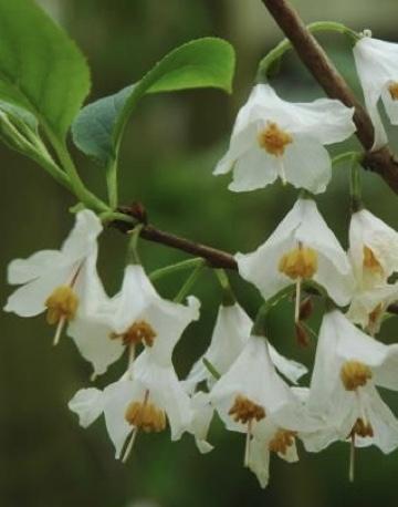 HALESIA  carolina