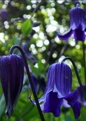 Clematis hendersonii