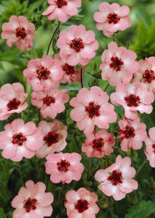 POTENTILLA x Hopwoodiana