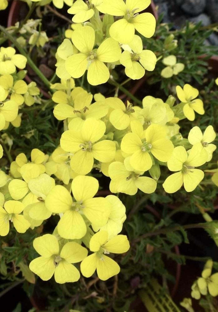 ERYSIMUM  Moonlight