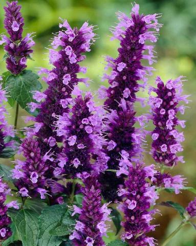 AGASTACHE Blackadder