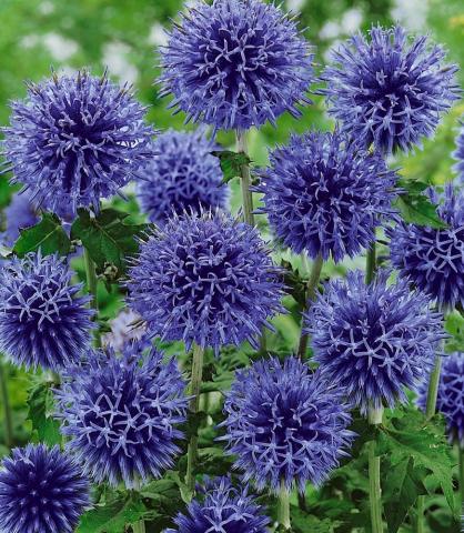 ECHINOPS bannaticus Taplow Blue