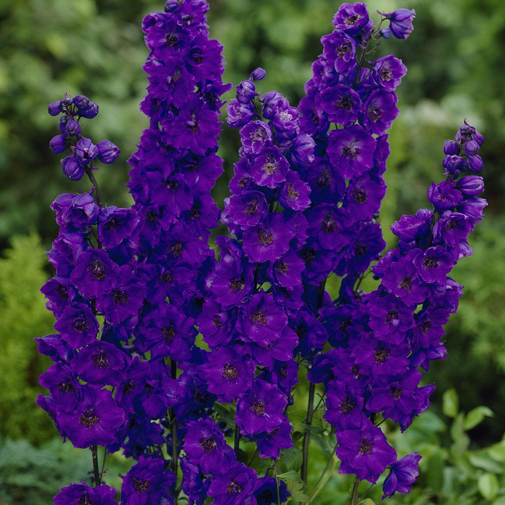 DELPHINIUM Black Knight