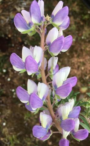 LUPINUS arboreus bicolour