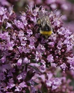 ORIGANUM Hopleys Variety