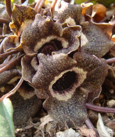 ASARUM splendens