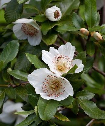 EUCRYPHIA nymansensis Nymansay