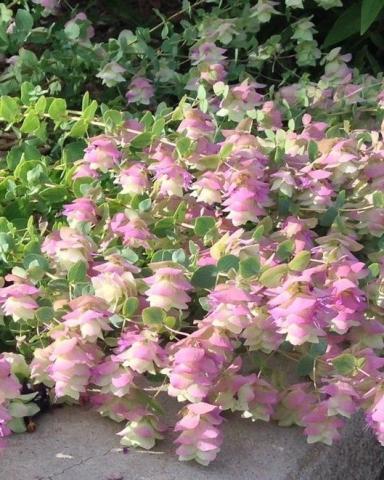 ORIGANUM Kent Beauty