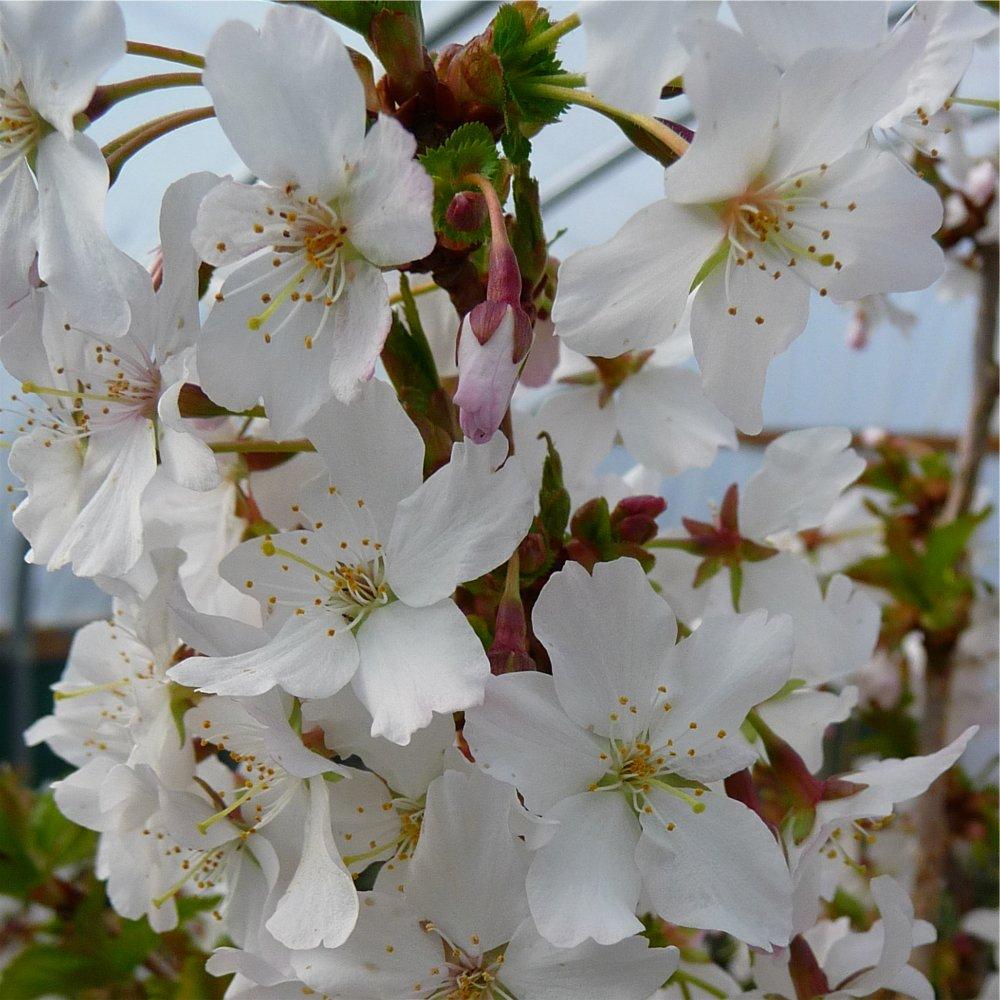 PRUNUS kurilensis Brilliant