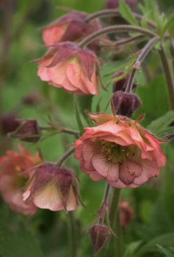 GEUM Bell Bank