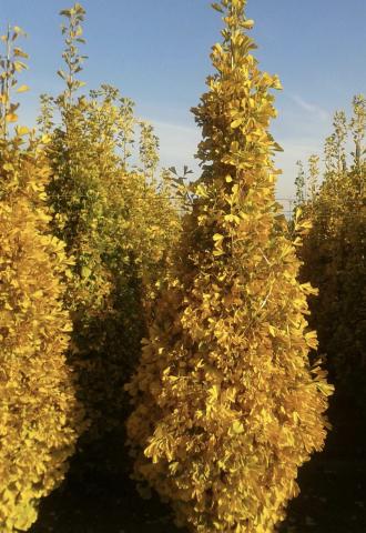 GINGKO biloba Menhir