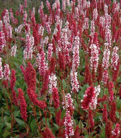 PERSICARIA affinis Superba