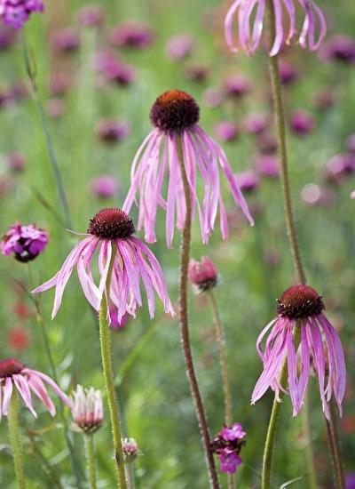 ECHINACEA pallida