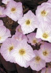 OENOTHERA Siskiyou Pink