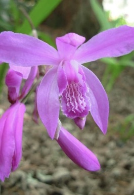 BLETILLA striata