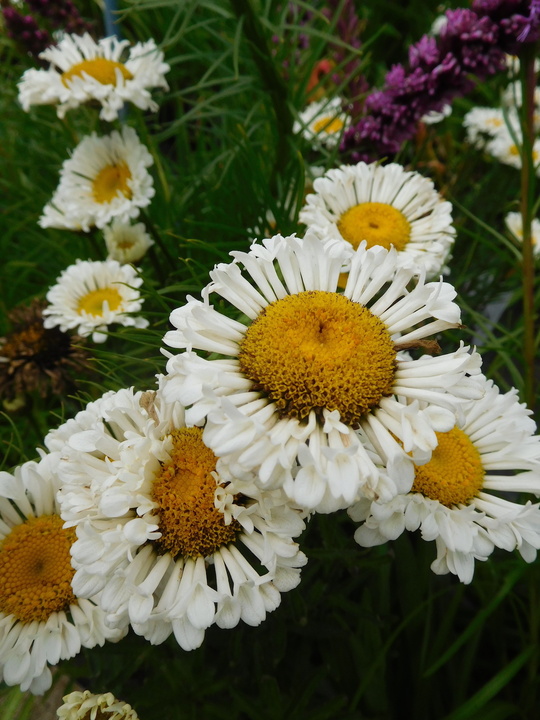 LEUCANTHEMUM superbum  Real Neat