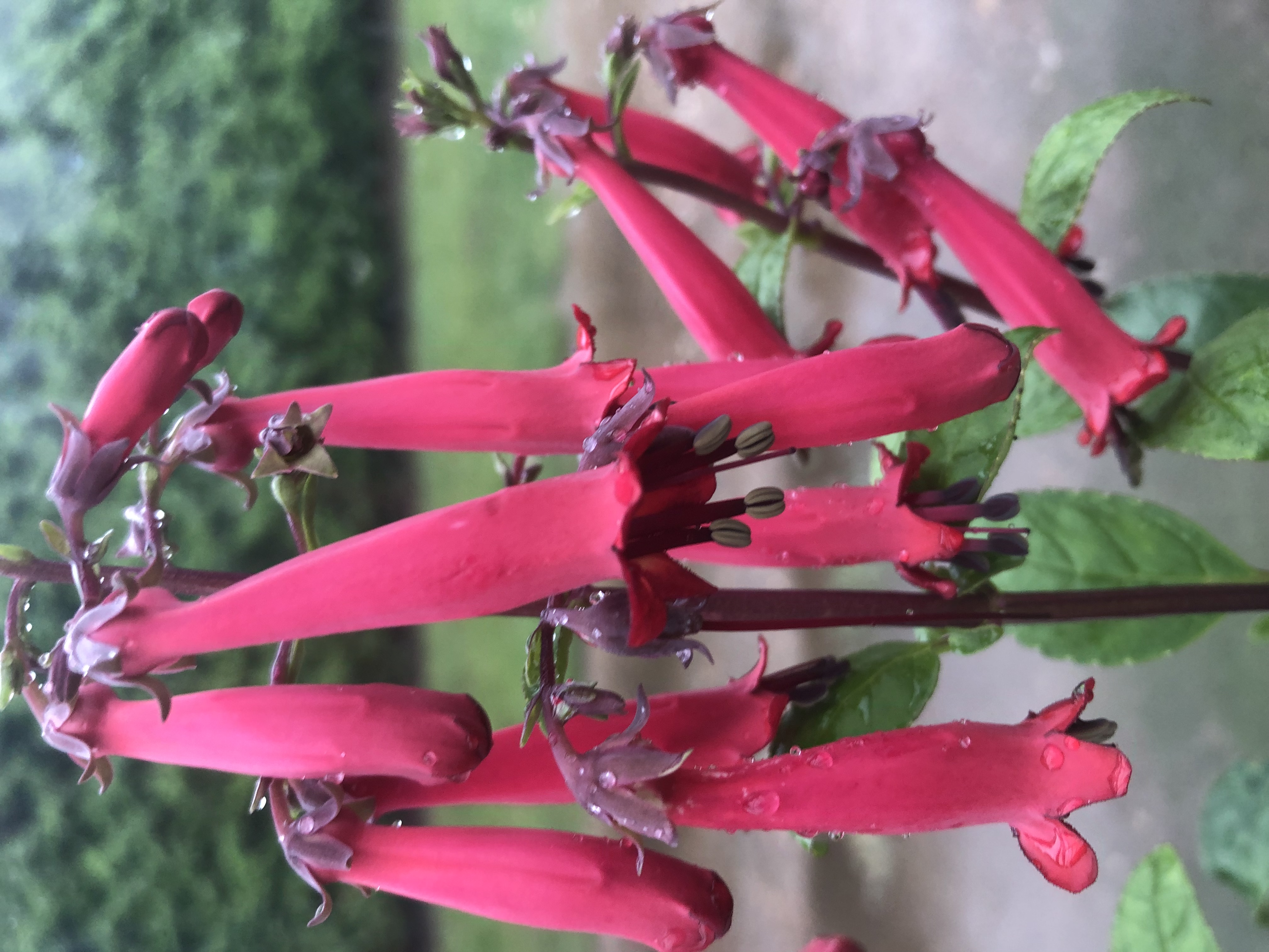 PHYGELIUS Colorburst Red