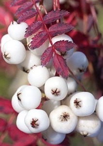 SORBUS koehneana