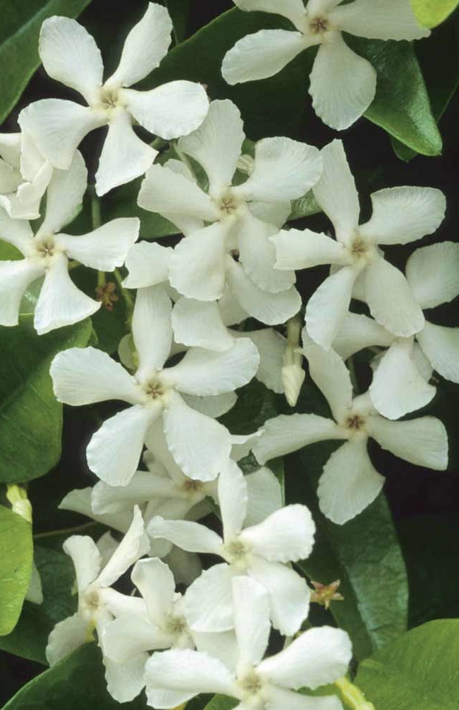 TRACHELOSPERMUM jasminoides