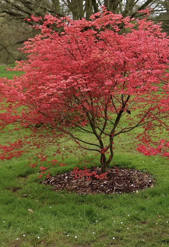 ACER palmatum Beni Maiko