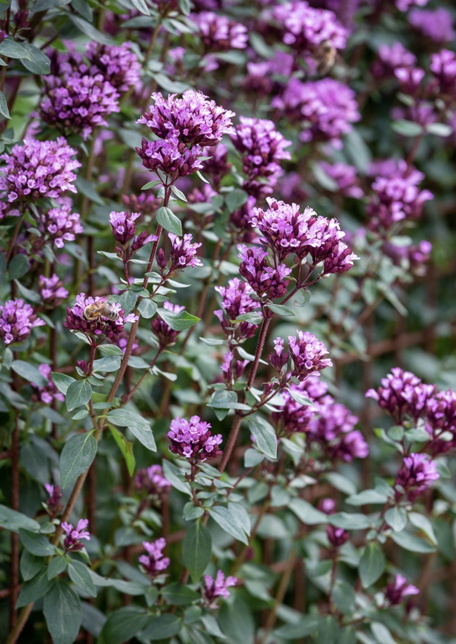 ORIGANUM Herrenhausen