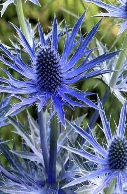 ERYNGIUM zabelii  Big Blue