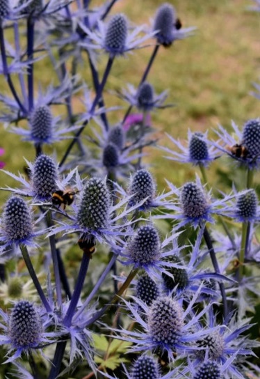 ERYNGIUM  Blue Lagoon