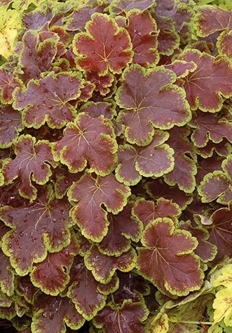 HEUCHERELLA Solar Eclipse