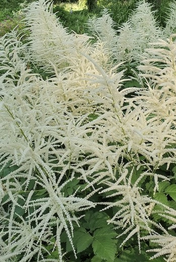 Aruncus dioicus