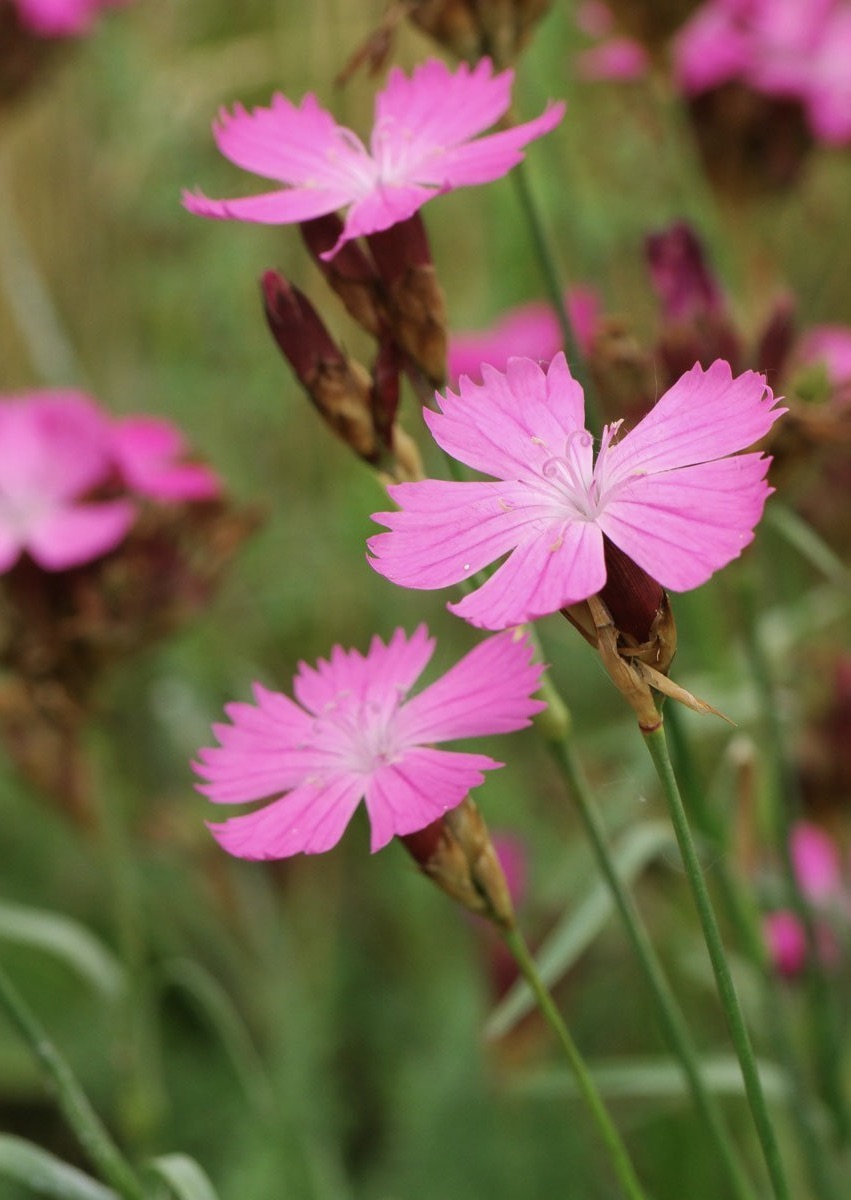 Dianthus  Carthusianorum