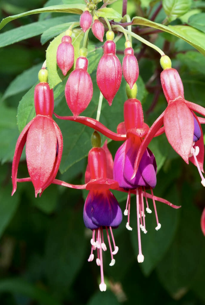 FUCHSIA Lady Boothby