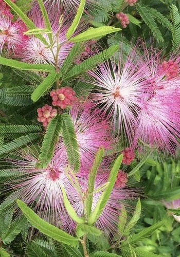 CALLIANDRA Dixie Pink