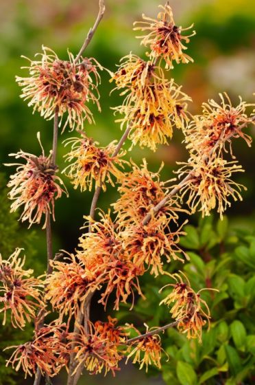 HAMAMELIS x intermedia Aurora