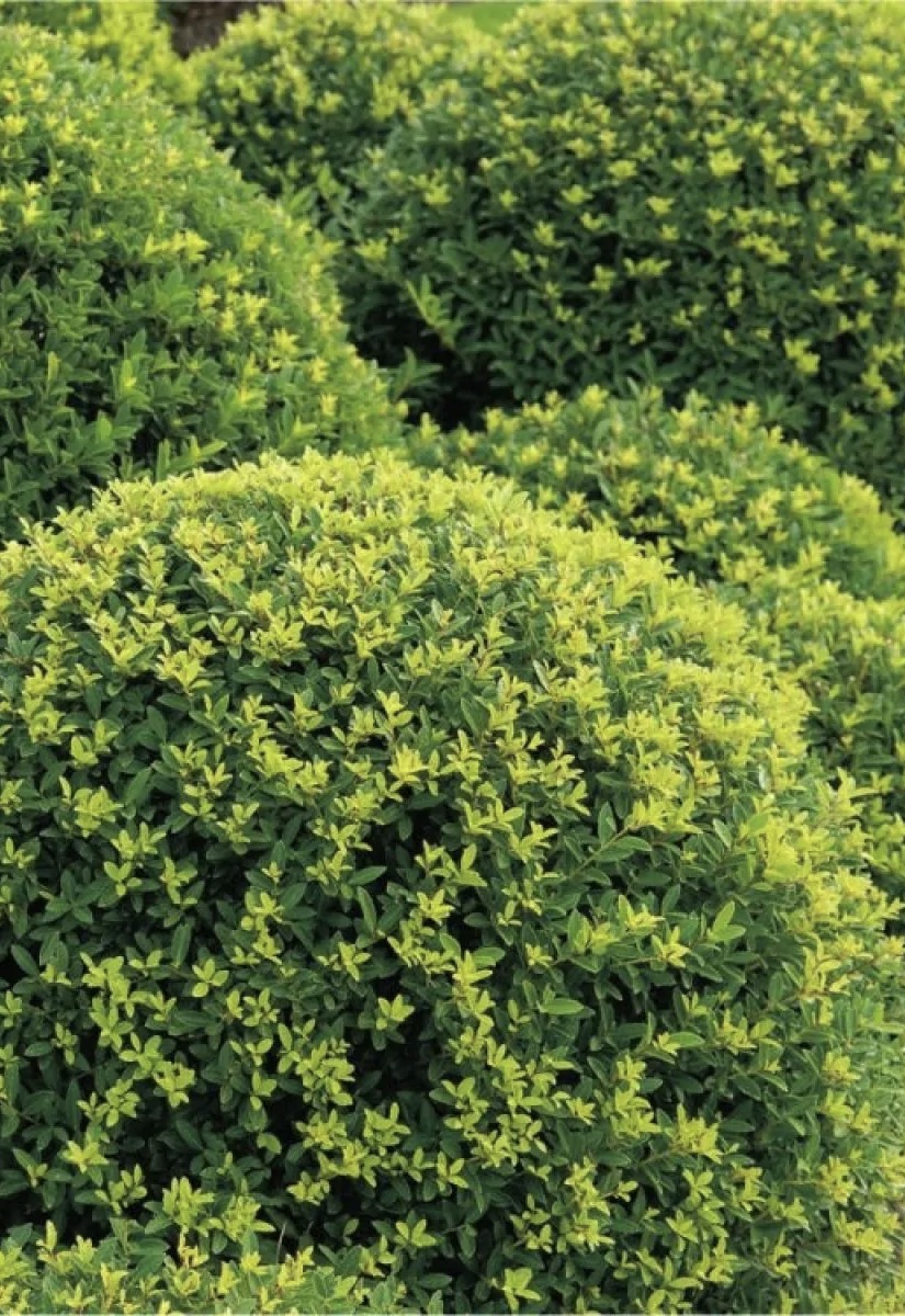 Ilex  crenata