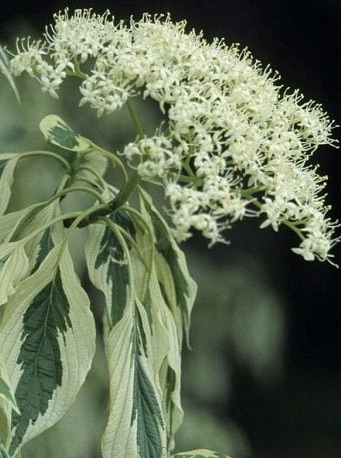 CORNUS controversa Variegata